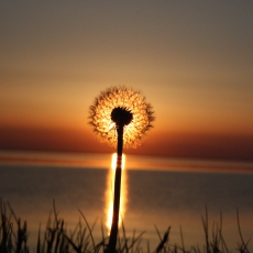Solnedgang set gennem mælkebøtte