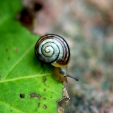 Snegl