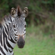 Uganda