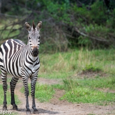 Uganda