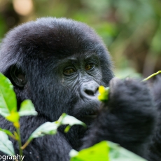 Uganda