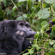 Uganda
